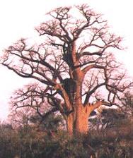 baobab.JPG (13805 bytes)