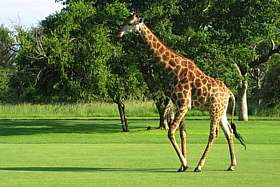 Buhala Game Lodge, South Africa