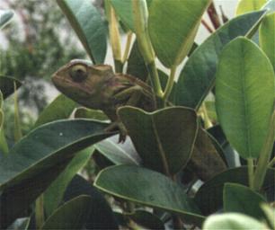 Chameleon Namibia