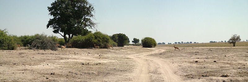 Chobe National Park riverfront, Botswana