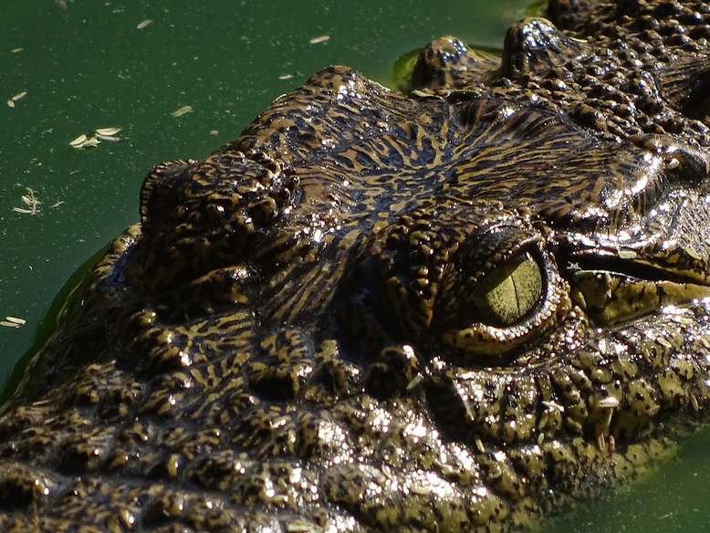 Crocodile at Crocodile Farm in Otjiwarongo, northern Namibia