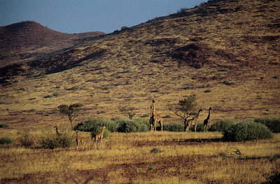 Damaraland Camp Namibia game