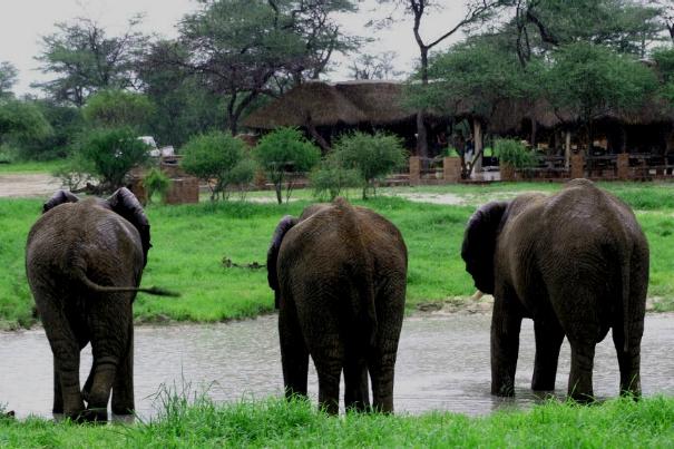 Elephant Sands Nata, Central Region, Botswana