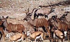 The Etosha National Park Namibia