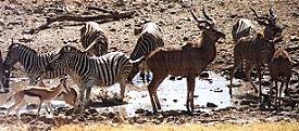 The Etosha National Park Namibia