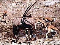 The Etosha National Park Namibia