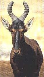 hartebeest.JPG (8406 bytes)