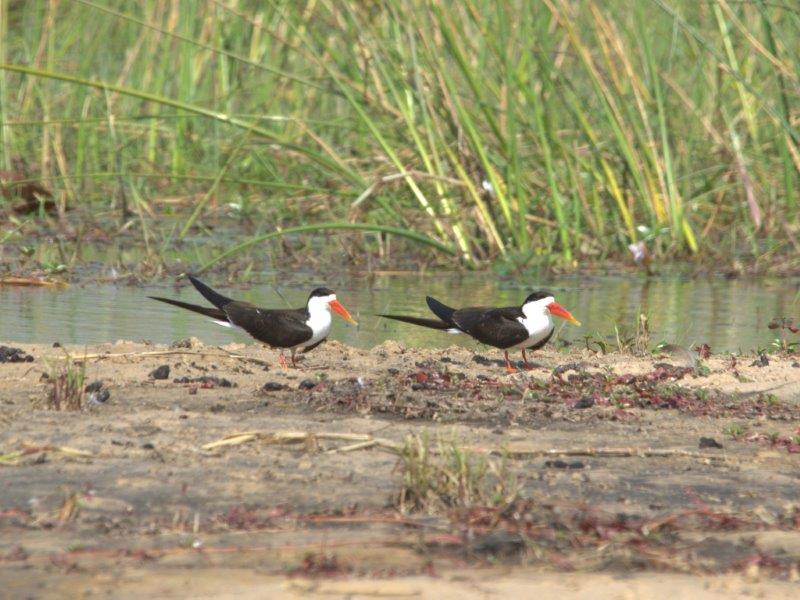 Kubu Queen House Boat Shakawe, Botswana