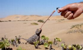 Living Desert Adventures Namibia