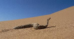 Living Desert Adventures Namibia