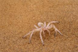 Living Desert Adventures Namibia