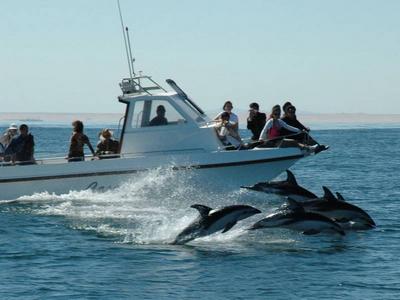 Dolphin cruises Namibia