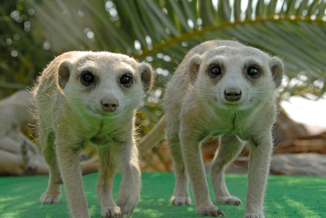 Rostock Ritz Desert Lodge, Namibia: meerkats