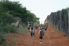 SanDune Kalahari Game Lodge Namibia