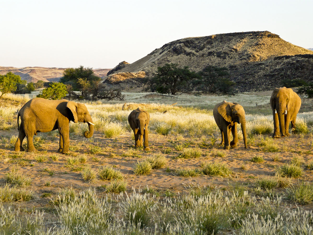 Springbok Atlas tours and safaris in Namibia