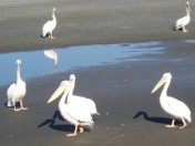 Trevor Stafford's tours at the coast Namibia