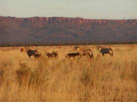 Cheetah Conservation Fund Namibia