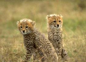 Cheetah Conservation Fund Namibia