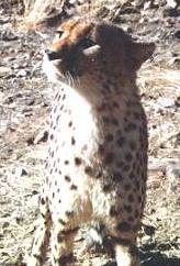 cheetah.JPG (13426 bytes)