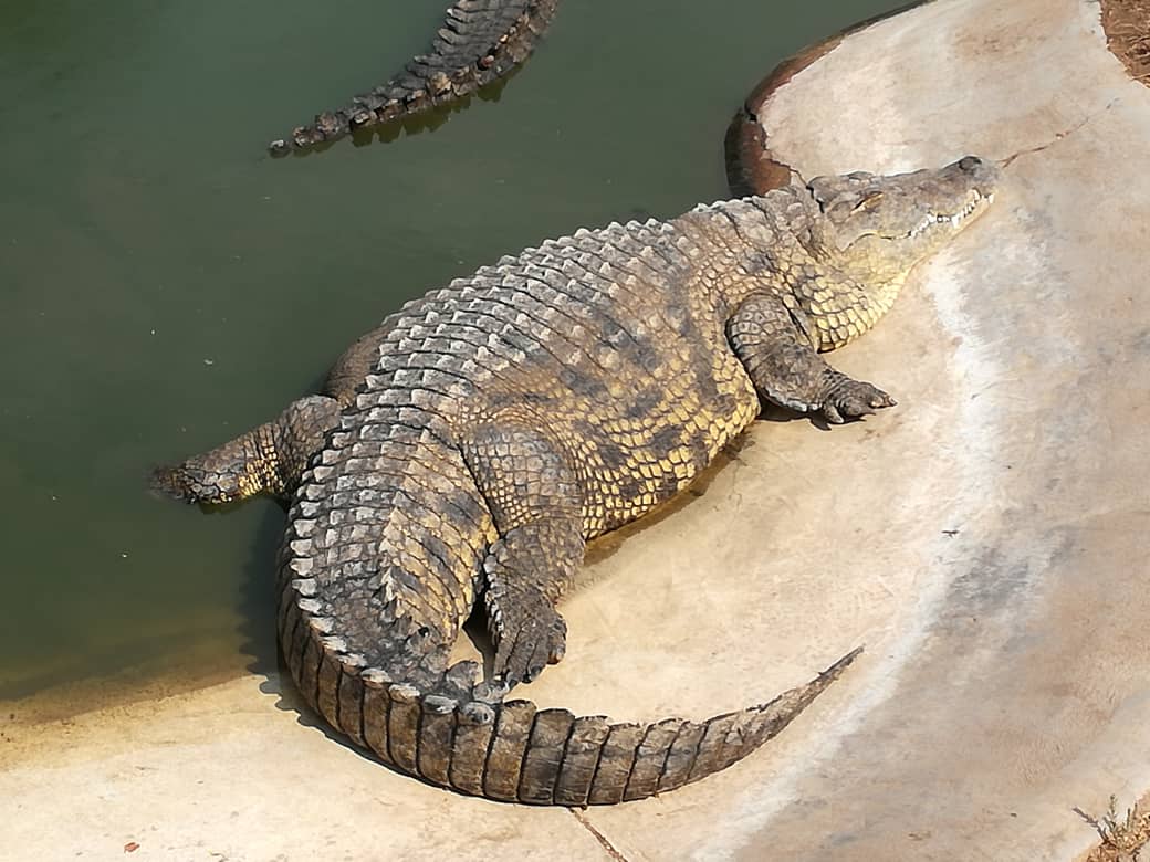 Crocodile at Crocodile Farm in Otjiwarongo, northern Namibia