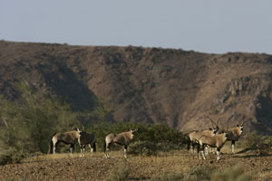 Damaraland's wildlife, Namibia