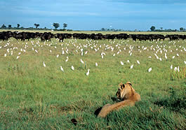 Duba Plains Camp Wilderness Safaris Botswana