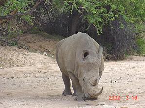 Epako Lodge Namibia rhino