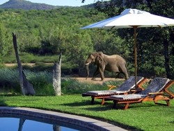 Huab Lodge elephant