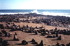 Seal colony at Cape Cross Namibia