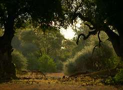 Shalimpo Game Lodge Tuli Block, Botswana