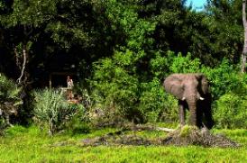 Xigera Camp Wilderness Safaris, Botswana