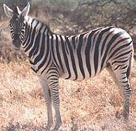 zebra.JPG (13911 bytes)